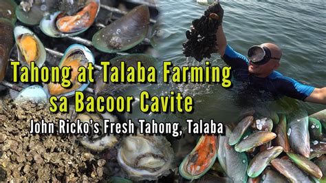 talaba 1 bacoor cavite|Spending a Day at the Bacoor Mussel & Oyster Farm .